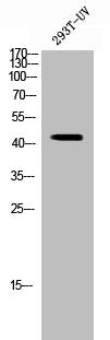 Western Blot analysis of 293 cells using SIRT2 Polyclonal Antibody