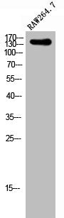 Western Blot analysis of RAW264.7 cells using Shank 2 Polyclonal Antibody