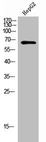 Western Blot analysis of HepG2 cells using TCP-1 ε Polyclonal Antibody