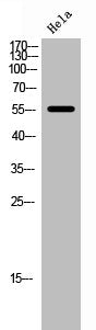Western Blot analysis of hela cells using FoxC1/2 Polyclonal Antibody