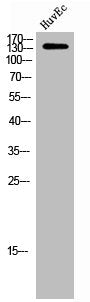 Western Blot analysis of HuvEc cells using CEP152 Polyclonal Antibody