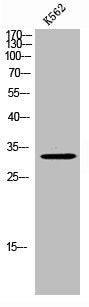 Western Blot analysis of K562 cells using FoxE3 Polyclonal Antibody
