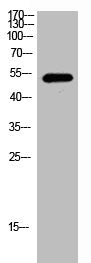 Western Blot analysis of mouse cells using NDR2 Polyclonal Antibody
