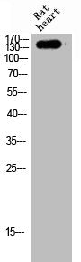 Western Blot analysis of RAT-HEART cells using MAST3 Polyclonal Antibody