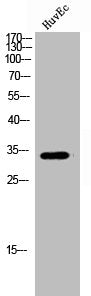 Western Blot analysis of HUVEC cells using FoxE1 Polyclonal Antibody