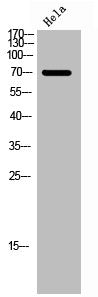Western Blot analysis of HELA cells using Phospho-FoxO1 (S256) Polyclonal Antibody