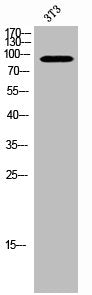 Western Blot analysis of 3T3 cells using Phospho-FoxO1/3 (S322/S325) Polyclonal Antibody