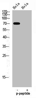 Western Blot analysis of HELA cells using Phospho-FoxO1A (S329) Polyclonal Antibody