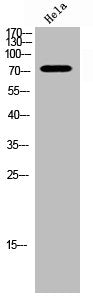 Western Blot analysis of HELA cells using Phospho-FoxO3A (S253) Polyclonal Antibody