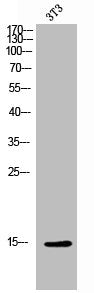 Western Blot analysis of 3T3 cells using Melan-A Polyclonal Antibody