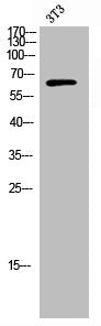 Western Blot analysis of 3T3 cells using Raftlin Polyclonal Antibody