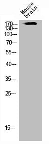 Western Blot analysis of mouse-brain cells using Flt-1 Polyclonal Antibody