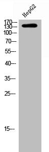 Western Blot analysis of HEPG2 cells using Flt3 Polyclonal Antibody