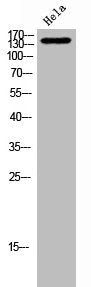 Western Blot analysis of Hela cells using Nup160 Polyclonal Antibody