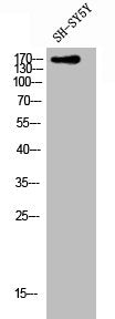 Western Blot analysis of SH-SY5Y cells using CLASP1 Polyclonal Antibody