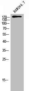 Western Blot analysis of RAW264.7 cells using LARG Polyclonal Antibody