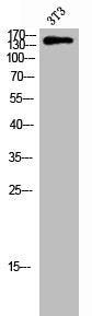Western Blot analysis of 3T3 cells using Phospho-Tensin-2 (Y483) Polyclonal Antibody