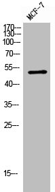 Western Blot analysis of MCF-7 cells using Cerebral 1 Polyclonal Antibody