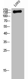 Western Blot analysis of LOVO cells using QSK Polyclonal Antibody