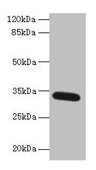 Western blot All lanes: FAM92A antibody at 1µg/ml + Mouse brain tissue Secondary Goat polyclonal to rabbit IgG at 1/10000 dilution Predicted band size: 34, 29, 32, 31, 12 kDa Observed band size: 34 kDa