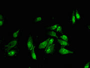 Immunofluorescent analysis of Hela cells using CSB-PA008413LA01HU at dilution of 1:100 and Alexa Fluor 488-congugated AffiniPure Goat Anti-Rabbit IgG(H+L)