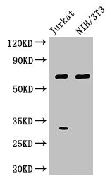 Western Blot Positive WB detected in: Jurkat whole cell lysate, NIH/3T3 whole cell lysate All lanes: FANCC antibody at 3µg/ml Secondary Goat polyclonal to rabbit IgG at 1/50000 dilution Predicted band size: 64 kDa Observed band size: 64 kDa