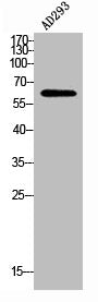 Western Blot analysis of AD293 using POTE-14/22 Polyclonal Antibody