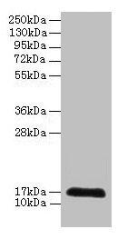 Western blot All lanes: CDA antibody at 2µg/ml + 293T whole cell lysate Secondary Goat polyclonal to rabbit IgG at 1/10000 dilution Predicted band size: 17 kDa Observed band size: 17 kDa