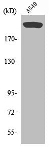 Western Blot analysis of A549 cells using mTOR Polyclonal Antibody