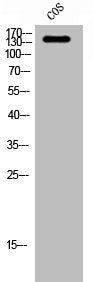 Western Blot analysis of COS cells using Abl1 Polyclonal Antibody