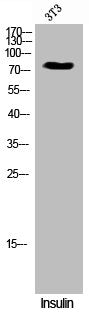 Western Blot analysis of 3T3 cells using Phospho-Gab 1 (Y659) Polyclonal Antibody
