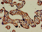 Immunohistochemistry of paraffin-embedded human placenta tissue using CSB-PA008543LA01HU at dilution of 1:100