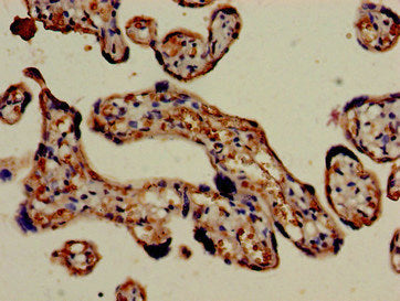 Immunohistochemistry of paraffin-embedded human placenta tissue using CSB-PA008543LA01HU at dilution of 1:100