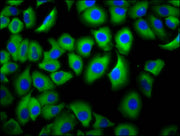 Immunofluorescence staining of A549 cells with CSB-PA008544LA01HU at 1:66, counter-stained with DAPI. The cells were fixed in 4% formaldehyde, permeabilized using 0.2% Triton X-100 and blocked in 10% normal Goat Serum. The cells were then incubate...