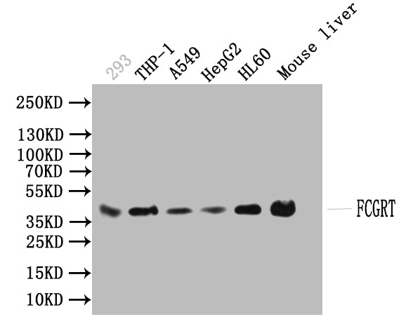 Western Blot Positive WB detected in: 293 whole cell lysate、THP-1 whole cell lysate、A549 whole cell lysate、 HEPG2 whole cell lysate、HL60 whole cell lysate、Mouse Liver whole cell lysate All lanes:CD9 Antibody at 1:1000 Secondary Goat polyclonal to...