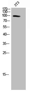 Western Blot analysis of NIH-3T3 cells using PKD2 Polyclonal Antibody
