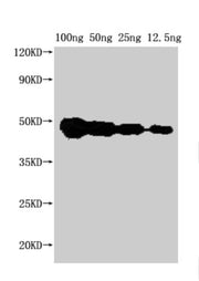 Western Blot Positive WB detected in Recombinant protein All lanes: FEN1 antibody at 1:2000 Secondary Goat polyclonal to rabbit IgG at 1/50000 dilution Predicted band size: 37 kDa Observed band size: 45 kDa