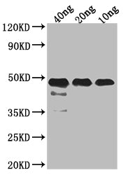 Western Blot Positive WB detected in Recombinant protein All lanes: FEN1 antibody at 1:2000 Secondary Goat polyclonal to rabbit IgG at 1/50000 dilution Predicted band size: 37.19 kDa Observed band size: 45 kDa