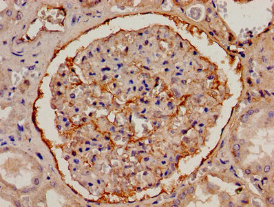 Immunohistochemistry analysis of human kidney tissue using CSB-PA008607LA01HU at dilution of 1:100