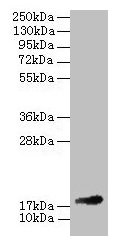 Western blot All lanes: Fgf1 antibody at 2µg/ml + 293T whole cell lysate Secondary Goat polyclonal to rabbit IgG at 1/10000 dilution Predicted band size: 18 kDa Observed band size: 18 kDa