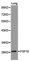 Western blot analysis of lung1 cell lysate ,using FGF10 antibody.