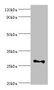 Western blot All lanes: Fibroblast growth factor 13 antibody at 3ug/ml + Rat brain tissue Secondary Goat polyclonal to rabbit IgG at 1/10000 dilution Predicted band size: 28, 22, 29, 23, 26 kDa Observed band size: 28 kDa