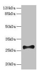 Western blot All lanes: FGF13 antibody at 12µg/ml + Mouse brain tissue Secondary Goat polyclonal to rabbit IgG at 1/10000 dilution Predicted band size: 28, 22, 29, 23, 26 kDa Observed band size: 28 kDa