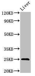 Western Blot Positive WB detected in: Mouse liver tissue All lanes: FGF17 antibody at 3ug/ml Secondary Goat polyclonal to rabbit IgG at 1/50000 dilution Predicted band size: 25, 24 kDa Observed band size: 25 kDa