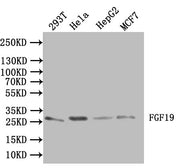 Western Blot Positive WB detected in: 293T whole cell lysate, Hela whole cell lysate, HepG2 whole cell lysate, MCF7 whole cell lysate All lanes:FGF19 Antibody at 1:1000 Secondary Goat polyclonal to rabbit IgG at 1/50000 dilution Predicted band siz...