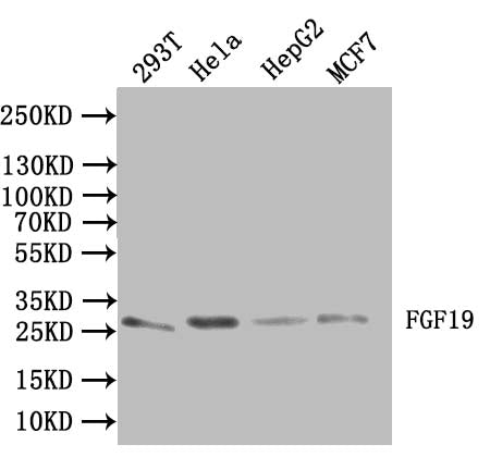 Western Blot Positive WB detected in: 293T whole cell lysate, Hela whole cell lysate, HepG2 whole cell lysate, MCF7 whole cell lysate All lanes:FGF19 Antibody at 1:1000 Secondary Goat polyclonal to rabbit IgG at 1/50000 dilution Predicted band siz...
