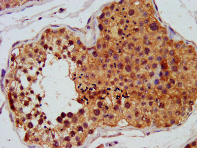 IHC image of CSB-PA008646LA01HU diluted at 1:450 and staining in paraffin-embedded human testis tissue performed on a Leica BondTM system. After dewaxing and hydration, antigen retrieval was mediated by high pressure in a citrate buffer (pH 6.0)....