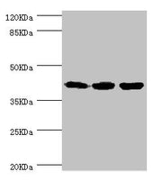 Western blot All lanes: FIBP antibody at 1.84ug/ml Lane 1: Rat gonad tissue Lane 2: MCF-7 whole cell lysate Lane 3: Mouse skeletal muscle tissue Secondary Goat polyclonal to rabbit IgG at 1/10000 dilution Predicted band size: 42 kDa Observed band...