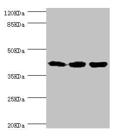 Western blot All lanes: FIBP antibody at 1.84ug/ml Lane 1: Rat gonad tissue Lane 2: MCF-7 whole cell lysate Lane 3: Mouse skeletal muscle tissue Secondary Goat polyclonal to rabbit IgG at 1/10000 dilution Predicted band size: 42 kDa Observed band...
