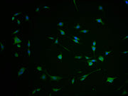 Immunofluorescence staining of SH-SY5Y cells with CSB-PA008692LA01HU-IF at 1:100, counter-stained with DAPI. The cells were fixed in 4% formaldehyde and blocked in 10% normal Goat Serum. The cells were then incubated with the antibody overnight at...